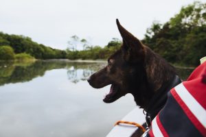 Messing about in boats 2017