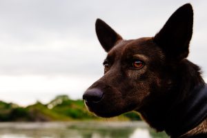 Messing about in boats 2017
