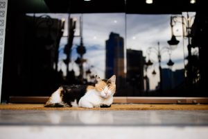 Kuwait street photography