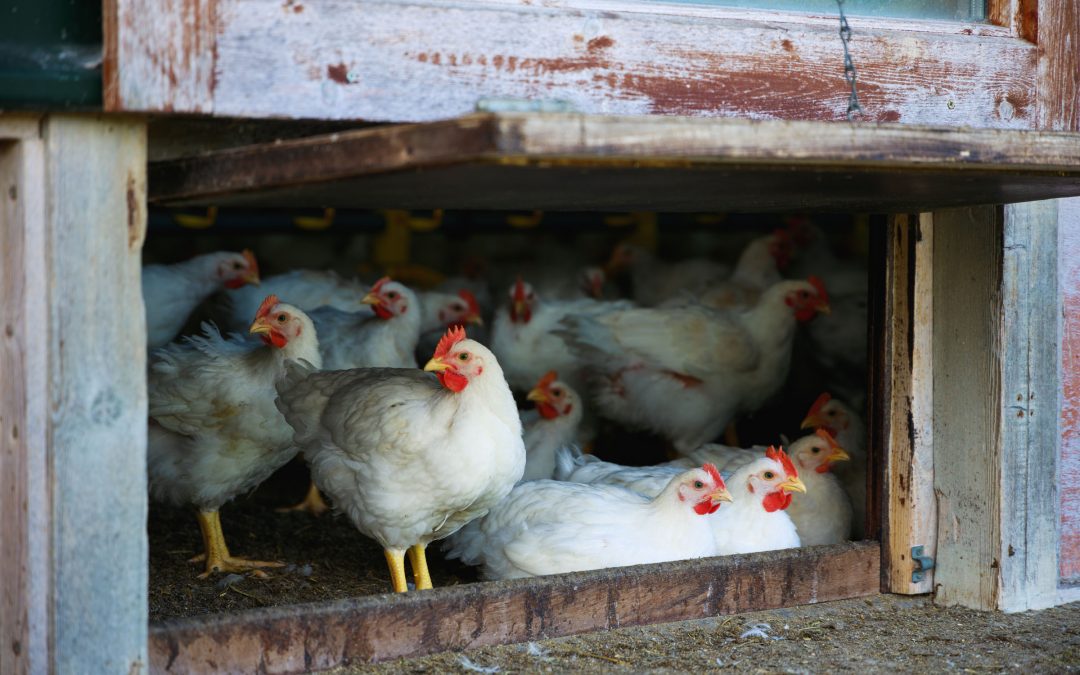 Oxleaze Farm, Capestone Organic Outgrower